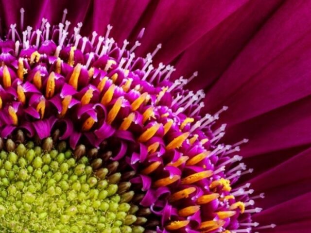 macrophotography_purple daisy_shutterstock_2425281187 1600x540