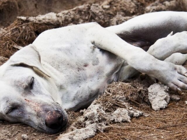 dog in a rut_shutterstock_37612663 1600x540