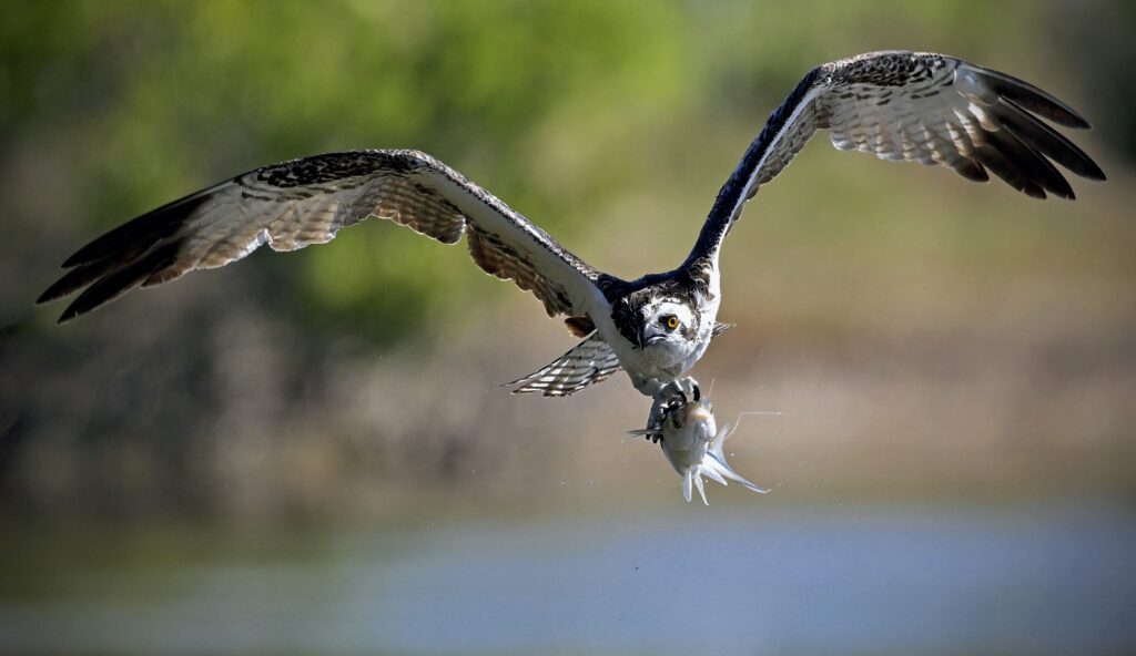 "Nice Catch" Steven Van Meter-Class A