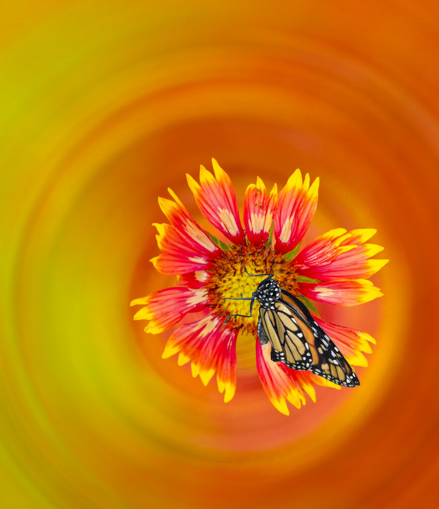"Whirlwind" Maria Heffenan